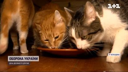 Харків'яни врятували від війни понад 70 котів