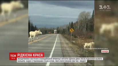 У канадській провінції мандрівники зустріли одразу двох лосів білого кольору