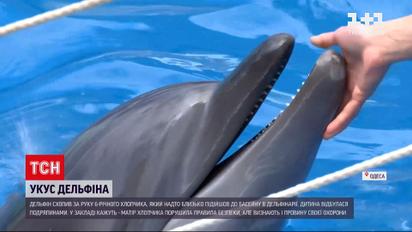Новости Украины: в Одессе дельфин укусил 6-летнего мальчика - почему подходить к этим животным