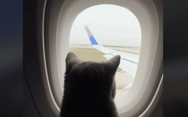 Коти в літаку / © скриншот