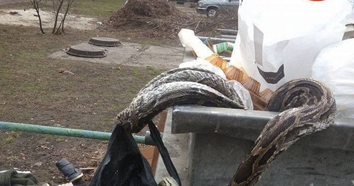 В Киеве в мусорном баке нашли огромного удава