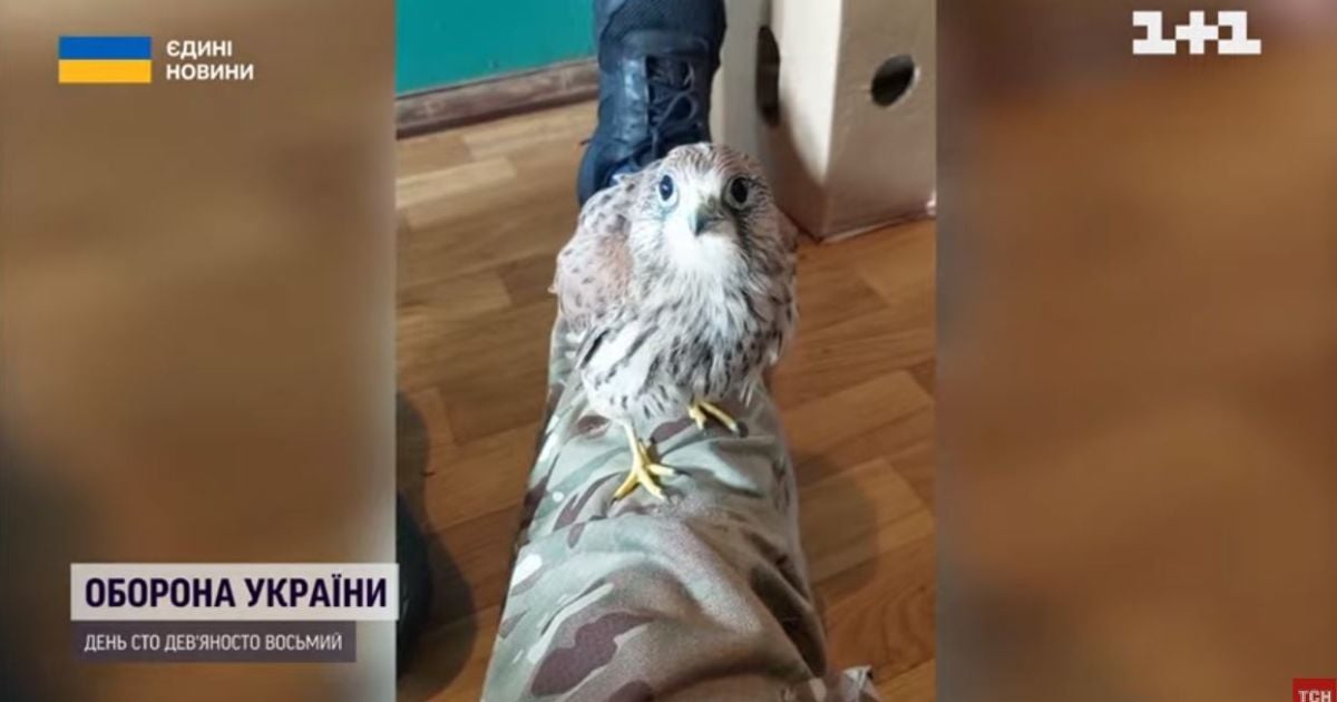 "Біозброя" в одеському загоні морської охорони: до прикордонників доєднався крилатий матрос