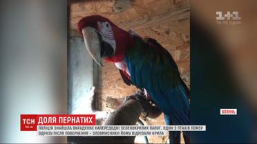 Злоумышленники отрезали крылья украденному из Луцкого зоопарка попугаю, вскоре он умер