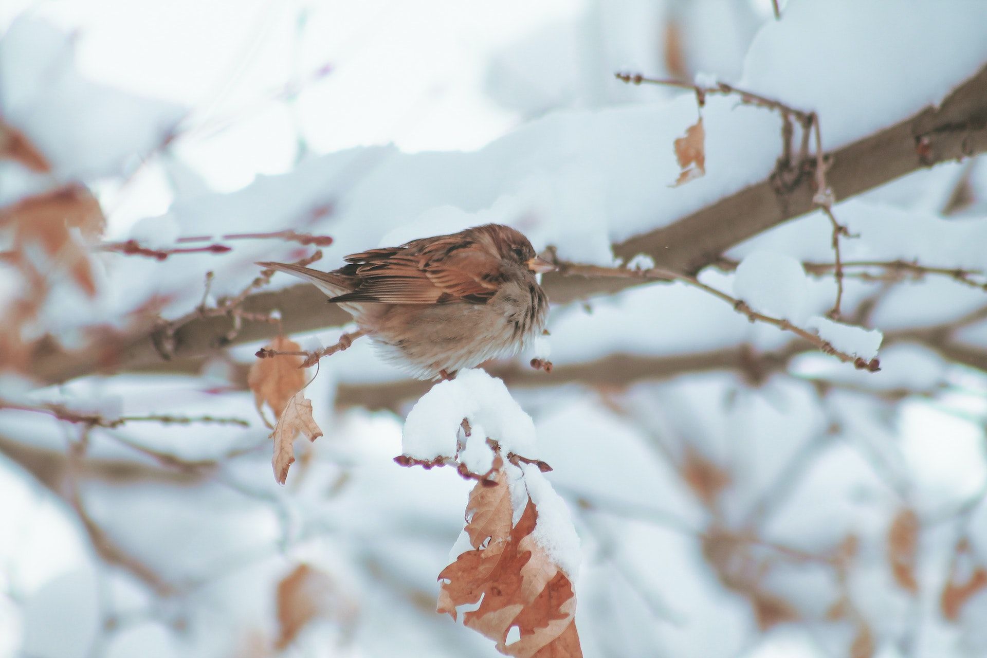 28 січня на деревах сидять горобці, але не цвірінькають, отже, піде сніг / © Pexels
