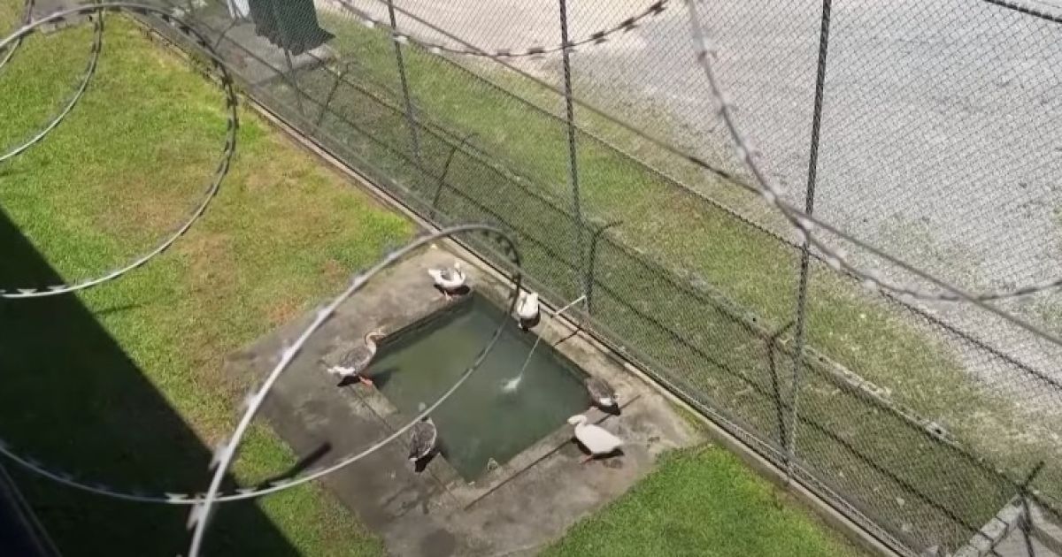 Гуси у бразильській в'язниці