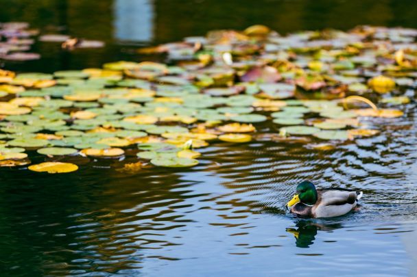 Народні прикмети 2 жовтня / © Unsplash