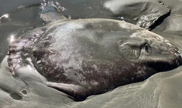 Риба-сонце / © Фото з відкритих джерел