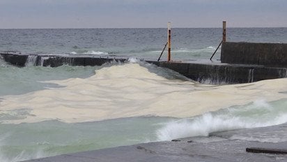 Море в Одесі все в олії! Птахи масово гинуть!