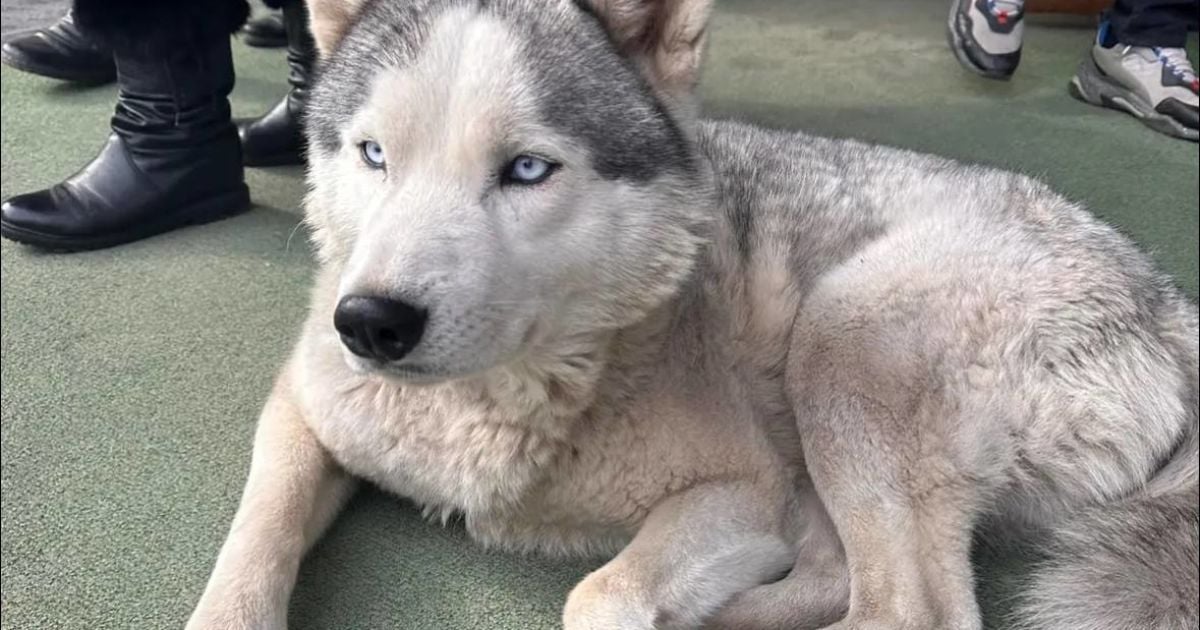 У Чернівцях хаскі щодня сидить біля під’їзду, чекаючи на свого мобілізованого господаря