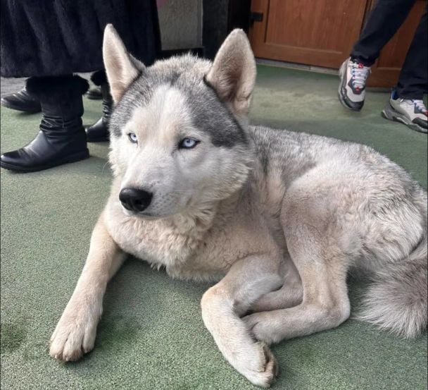 У Чернівцях хаскі щодня сидить біля під’їзду, чекаючи на свого мобілізованого господаря / © Фото з відкритих джерел