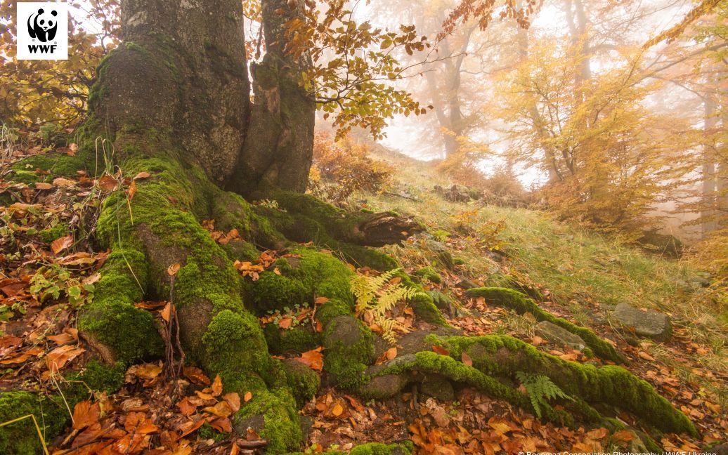 © WWF Ukraine