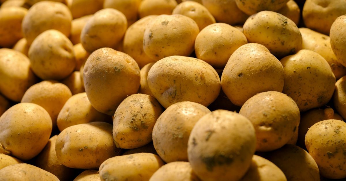 Цены на картофель до зимы вырастут вдвое