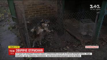 Жестокое отравления: в Кропивницкому жители нескольких улиц напуганные массовым убийством собак