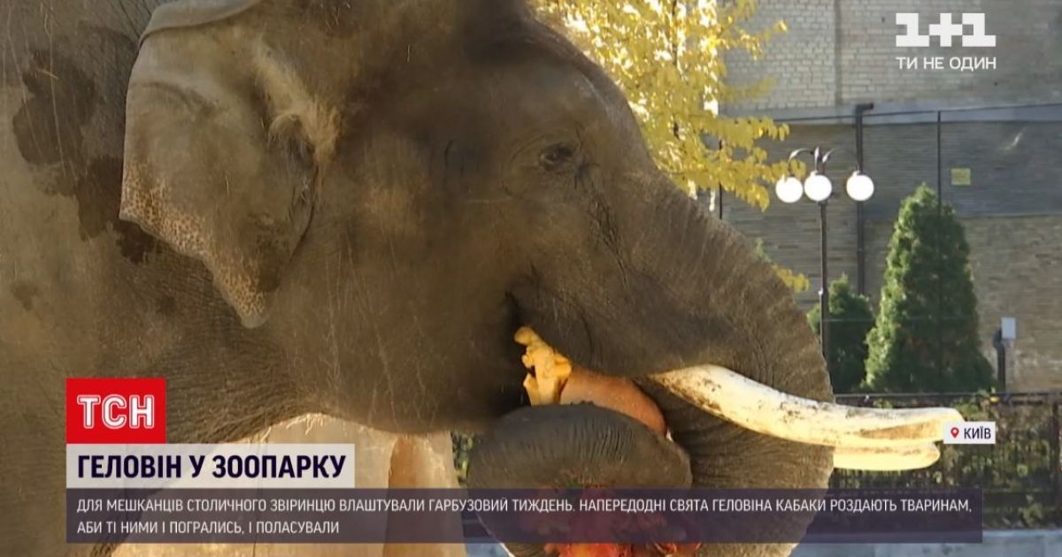 Кожній тварині - по гарбузу: у Київському зоопарку готуються до Геловіна