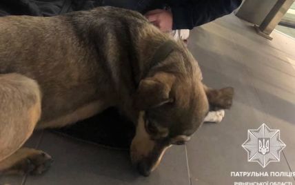 В Ровно мальчик убежал из дома, потому что мать запретила ему приютить бездомную собаку фото