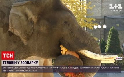 Кожній тварині - по гарбузу: у Київському зоопарку готуються до Геловіна