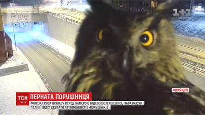 Фінська сова всілася перед камерою спостереження, заважаючи поліції відстежувати порушення автомобілістів