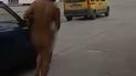 В одном тапочке и носке: в Запорожье мужчина голышом дефилировал городом (видео)