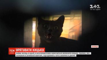 Почти месяц в Виннице пытаются спасти кошку, которую закрыли одну в пустой квартире