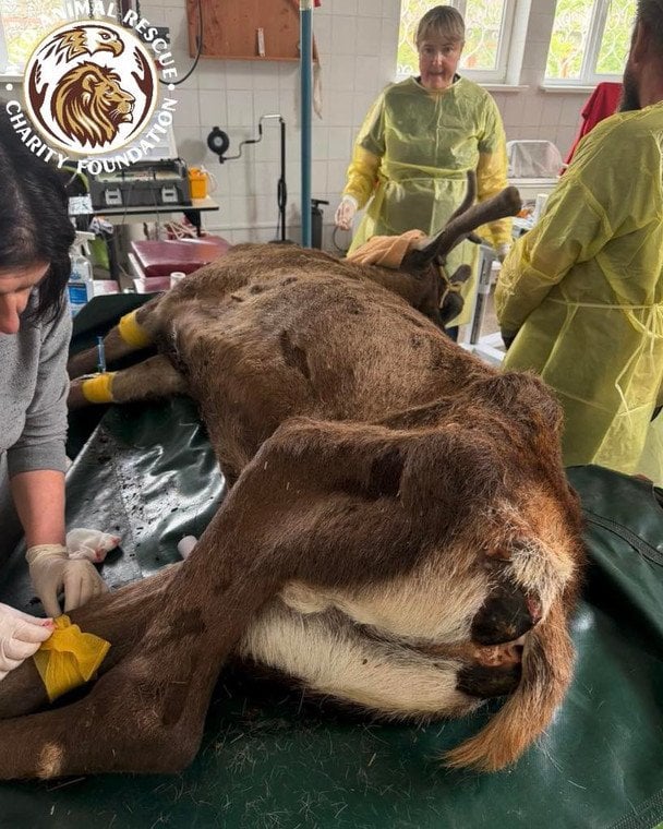 Фото Wild Animals Rescue Center.