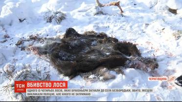 На Черниговщине браконьеры убили лося