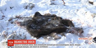 На Черниговщине браконьеры убили лося