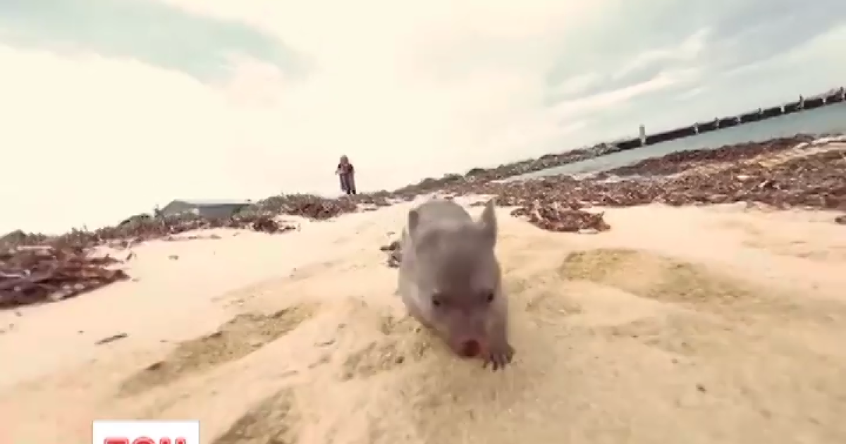 Для Дерека ищут компаньона.