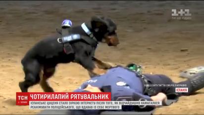 Щенок из Испании прославился умением реанимировать людей
