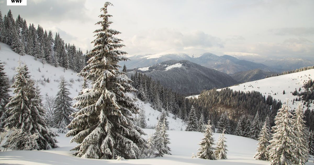 Уникальным пралесам Карпат хотят предоставить статус памятника природы