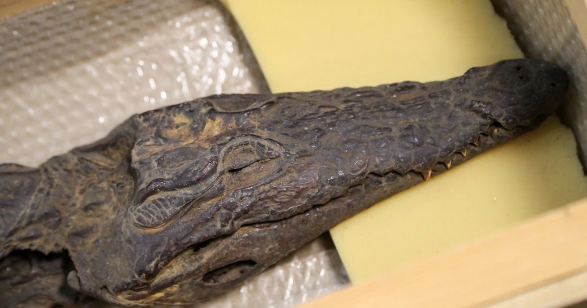 мумія в Києві _8 / © УНІАН