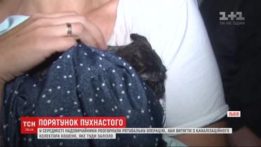 Во Львове чрезвычайники спасли котенка из канализационного коллектора