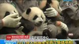 В зоопарке Китая публике показали сразу 36 маленьких пандочек