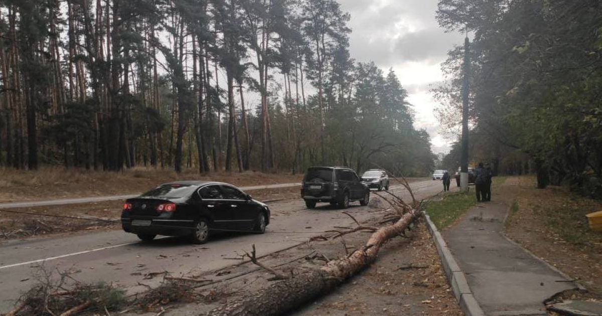 В Обухові дерево впало на дорогу, якою рухалися автівки