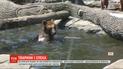 Как помочь животным спастись от палящего солнца и духоты