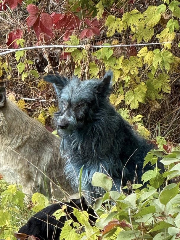Синие собаки в Чернобыле / Фото: Dogs of Chernobyl