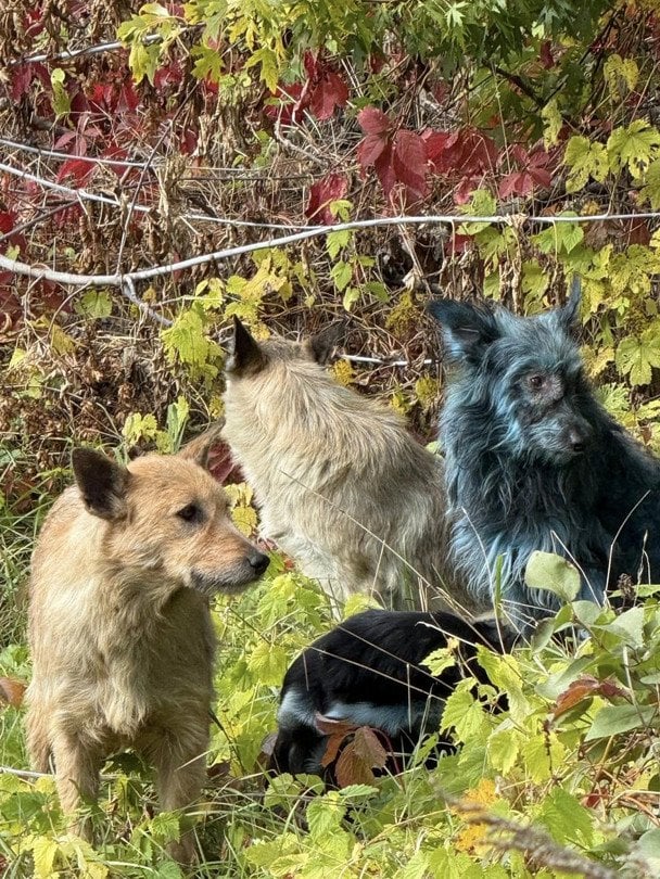 Синие собаки в Чернобыле / Фото: Dogs of Chernobyl