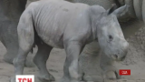 В зоопарку Сан Дієго народився маленький білий носоріг