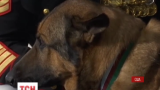 У США собака-морський піхотинець отримав найвищу відзнаку для тварин