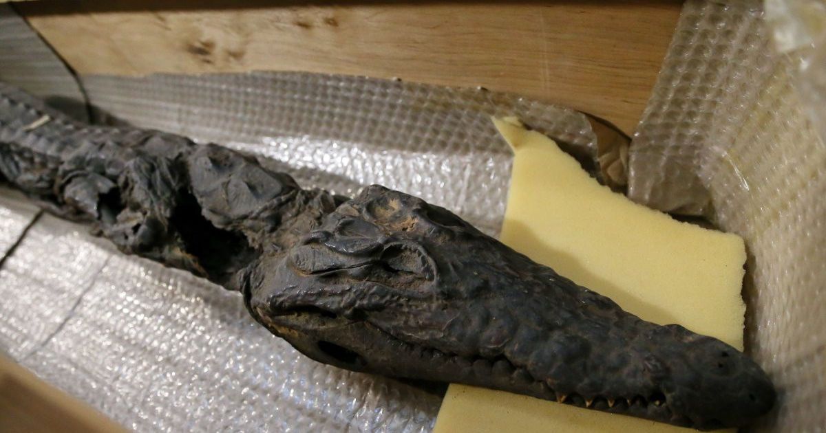 мумія в Києві _13 / © УНІАН