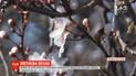 Аномально тепла зима прийшла на західну Європу