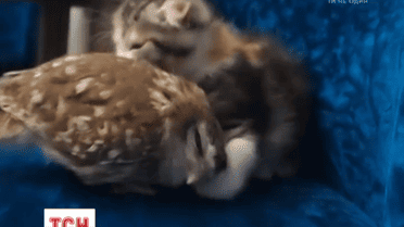 Японские котенок и сова стали звездами интернета