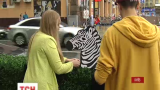 На одному з найпопулярніших перехресть столиці активісти встановили пластикову зебру