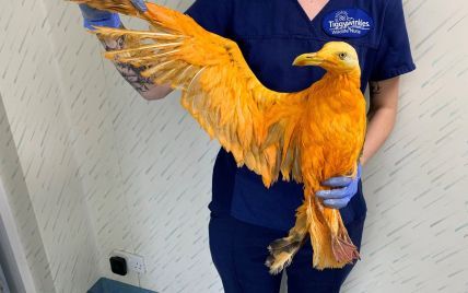 В Британии ветеринарам принесли экзотическую птицу – она оказалась обычной чайкой. Что с ней случилось