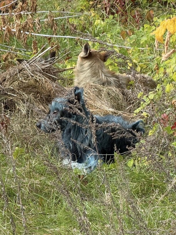 Синие собаки в Чернобыле / Фото: Dogs of Chernobyl