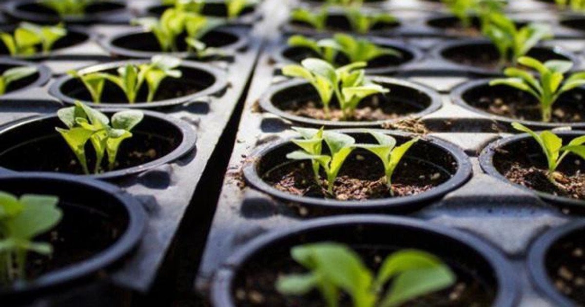 Что посеять в январе