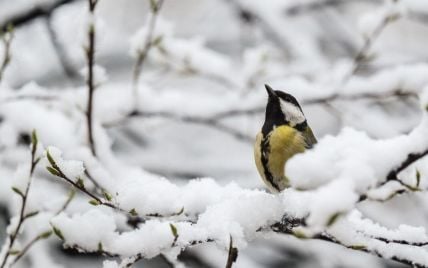 До України знову повернуться сніг та морози: прогноз погоди на тиждень, 21-27 грудня