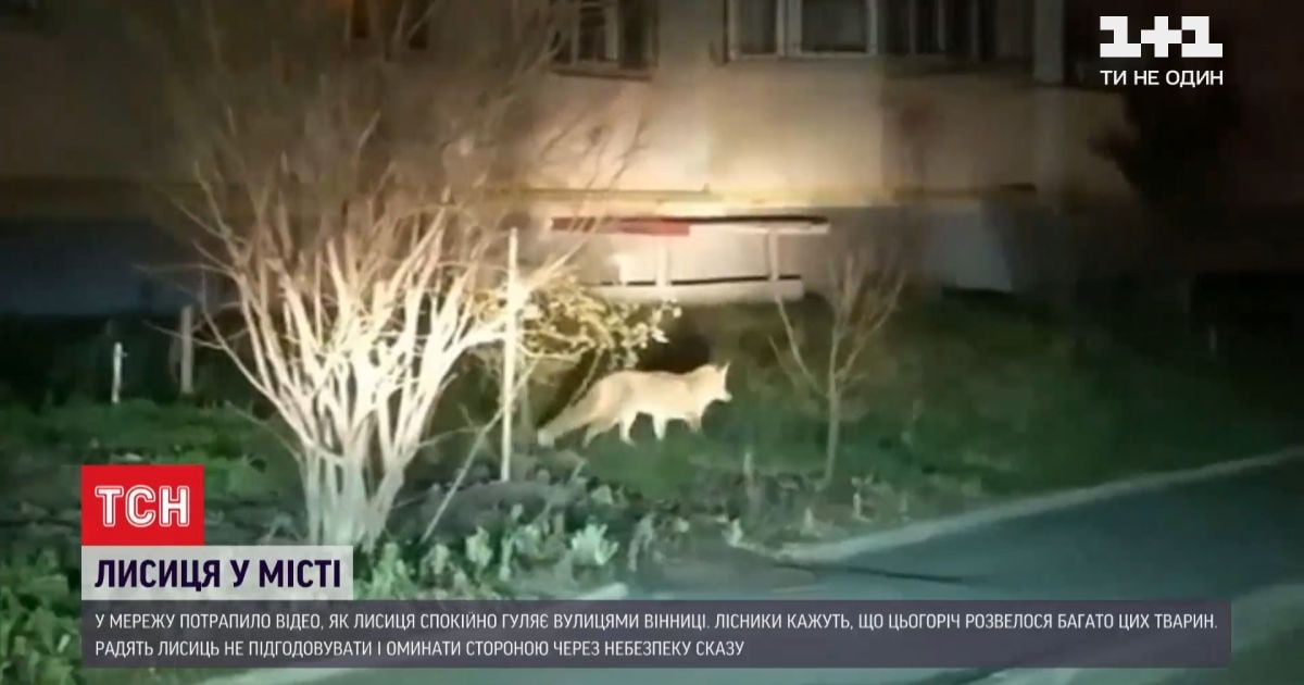 В сеть попало видео, как лиса свободно разгуливает среди винницких многоэтажек