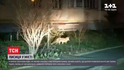 У Мережу потрапило відео, як лисиця вільно розгулює серед вінницьких багатоповерхівок