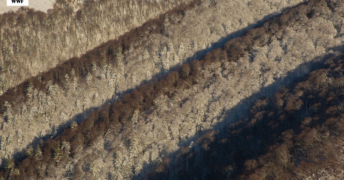 Праліси_6 / © WWF Ukraine