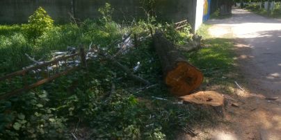 На Київщині влаштували масове побоїще пташенят